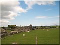 Ruined barn in sheep pastures