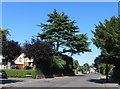 Cedar tree, Rochester Road