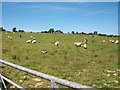 Grazing cattle and sheep on Brynhynog land