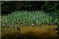 Reeds in pond near Uncllys Farm, Wyre Forest