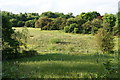 A reed-filled pond