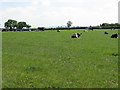 Cows on the footpath, Sandbach Heath