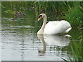 ND2373 : Mute Swan on Ham mill pond by sylvia duckworth