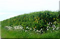 Laburnum hedgerow at Lower Greenland