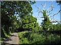 SP2165 : Dead tree by Pinley Road by Robin Stott