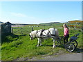 Pony and Trap, at Invernaver