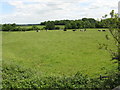 Cows grazing off Bradwall Road