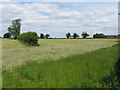SJ7865 : Fields north of Mill Lane by Peter Whatley