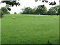 SJ7766 : Sheep grazing off Mill Lane by Peter Whatley