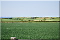 Wheat field near Stainsacre