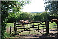 Horses by the old railway line