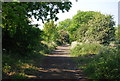 The old railway line near Larpool Hall