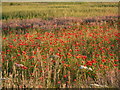 A field in the evening sunshine