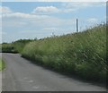 Retaining wall along the River Parrett