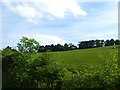 Grazing lands near Sorrowlessfield Mains