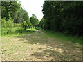 Restricted riding in Lagfold Copse