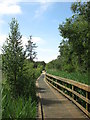 Boardwalk in Elvetham Heath local nature reserve