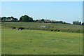 Paddock at Park Farm