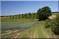 TL6560 : Wheat field and a poplar plantation by Bob Jones