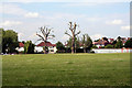 Croydon:  Polled trees in South Norwood Recreation Ground