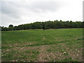 Plantation behind Maidenwell Manor Farm