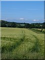 SE4286 : Ripening barley, North Kilvington by Gordon Hatton