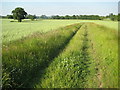 Footpath to Newland