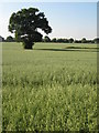 Oak tree, Newland