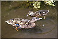 Ducks on Abbey Water, Romsey, Hampshire