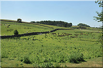 SD5267 : Rough grazing near Nether Kellet by Steven Brown