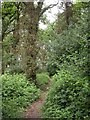 Colehill, Church Moor Copse