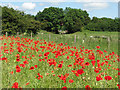 Great Northern Railway bridge at White Lodge (and poppies)