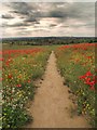 Poppy path