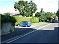 Splendid hedge in Daisy Mead