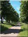 Tree-lined lane leading to Tile Kiln Wood, Welbeck Estate