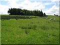 Pastures and plantation near Cleugh Head