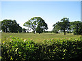 Amalgamated fields northeast of Moonpiece Barn