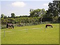 Horses in paddock at Soudley