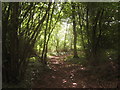 Access path in Yawlings Wood