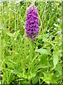 NS3976 : Northern Marsh-orchid (Dactylorhiza purpurella) by Lairich Rig