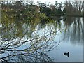 Small lake or large pond, Barton under Needwood