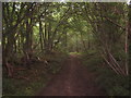 Bridleway in Bavinge Wood