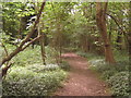 Bridleway in Bavinge Wood