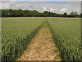 Footpath towards Crown Lane