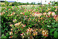 Honeysuckle near Comber and Lisbane