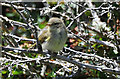 Juvenile Chiffchaff