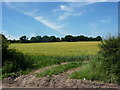 Field view near Elkesley