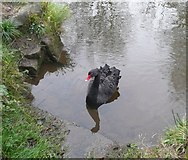 SK1039 : Black Swan, Rocester by Humphrey Bolton