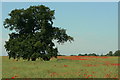 Oak and poppies