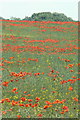 Poppies near Bradmore